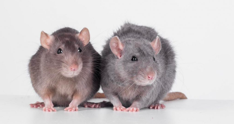 Plaga szczurów w Hrabstwie Galway