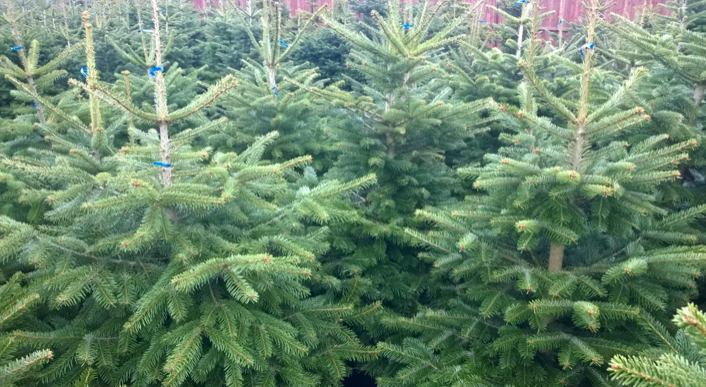 Samodzielnie ścięta choinka prosto z plantacji