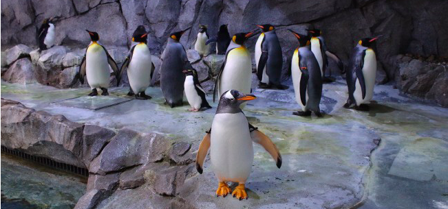 Nie ma zgody na pingwinarium na Salthill