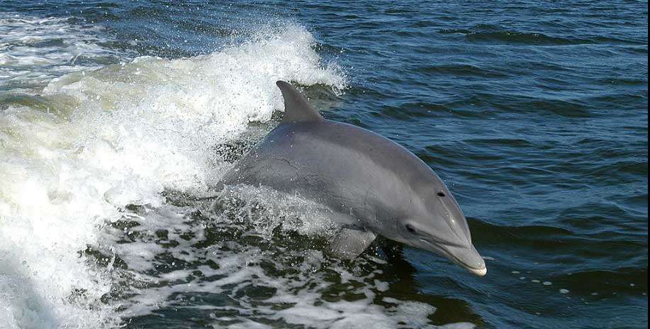 Delfin Nimmo wrócił do wód Galway