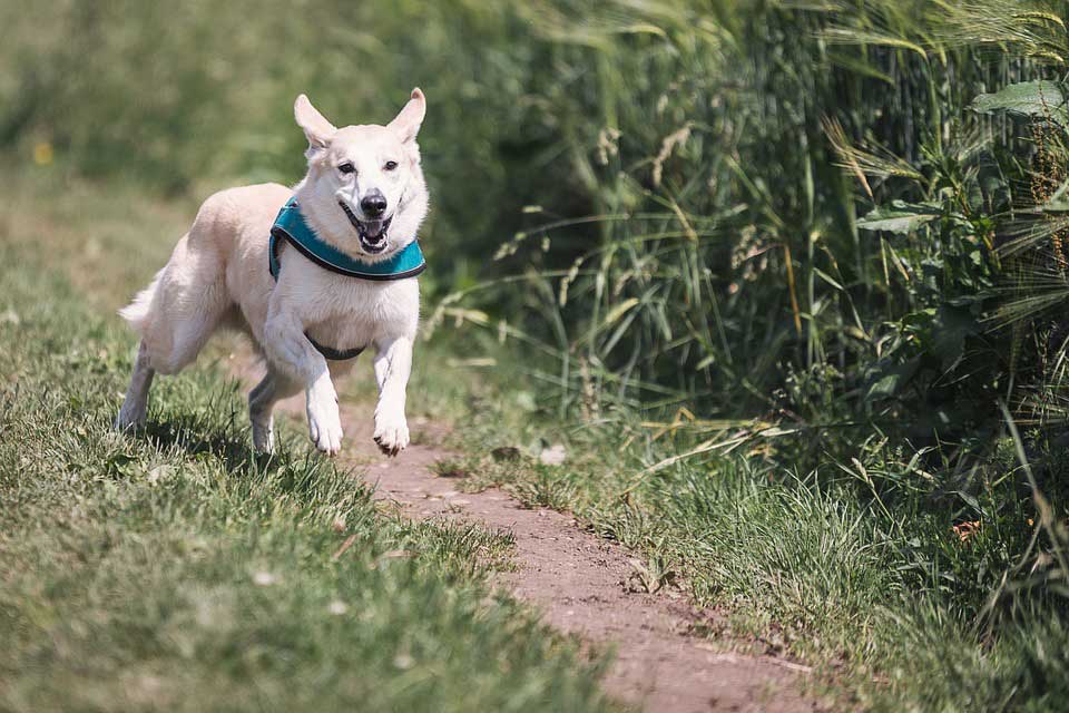 Nowy park dla psów i ich właścicieli