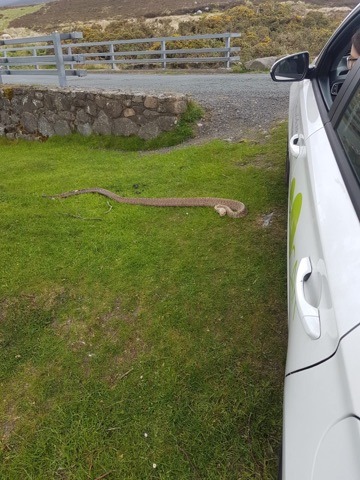 Półtorametrowy pyton znaleziony w pobliżu Sally Gap w Wicklow