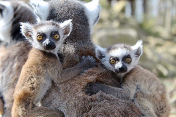 Malutkie lemury z Tayto Park czekają na swoje imiona – konkurs